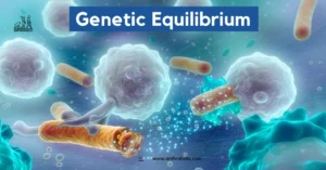 Genetic Equilibrium by Anthroholic